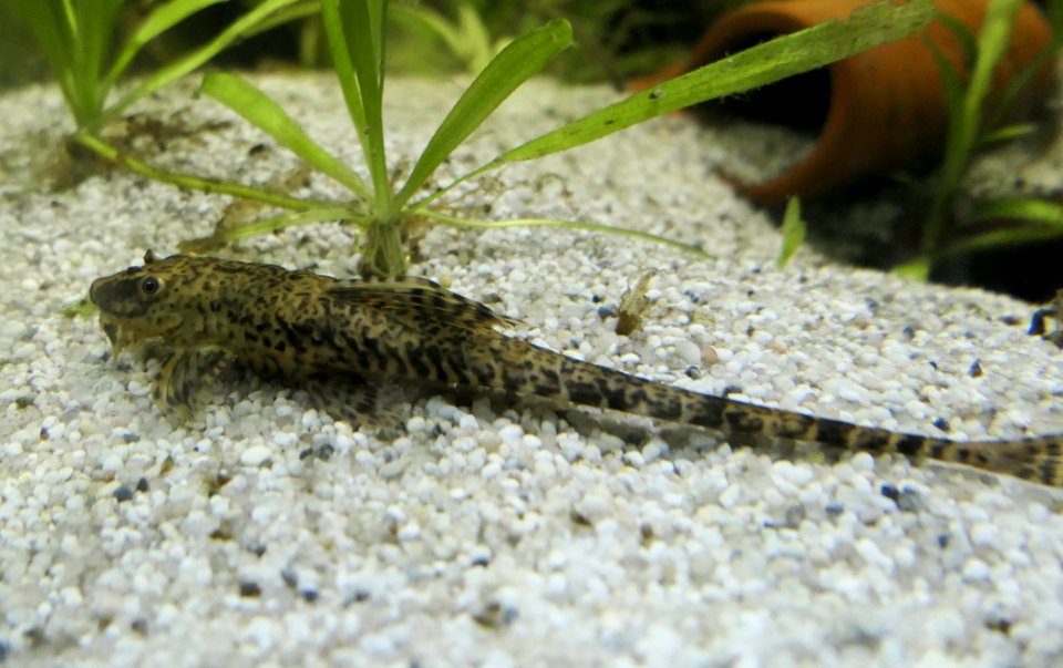Rineloricaria lanceolata 06