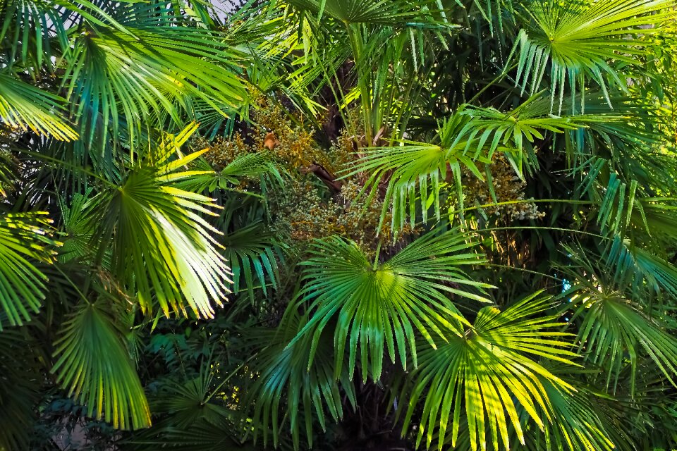 Landscape plant green
