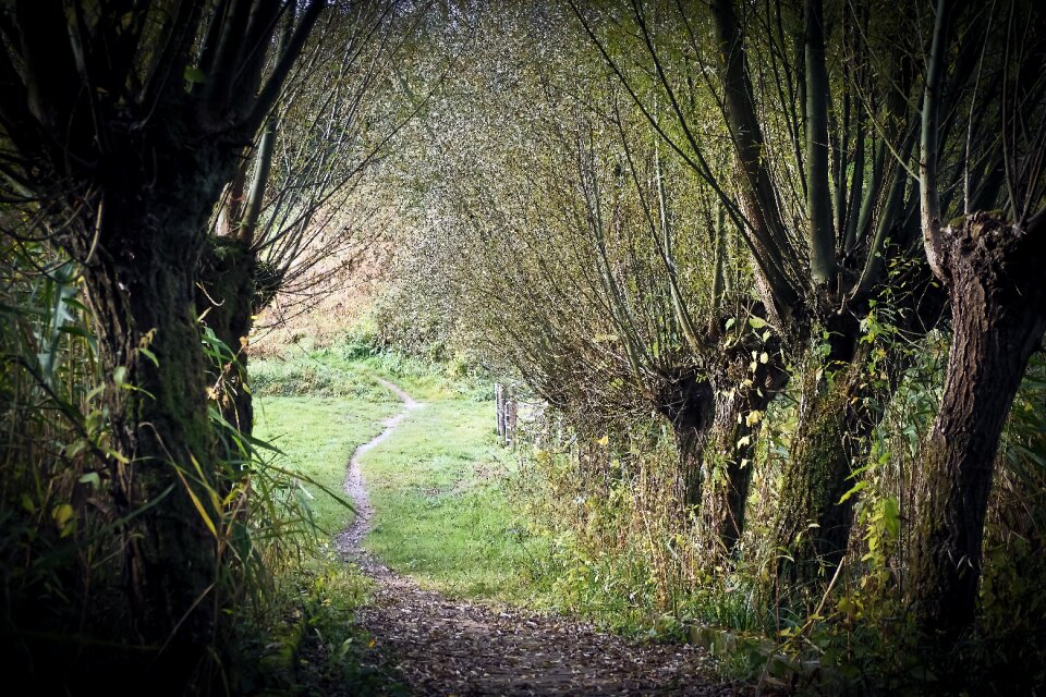 Weeping willow branches braid