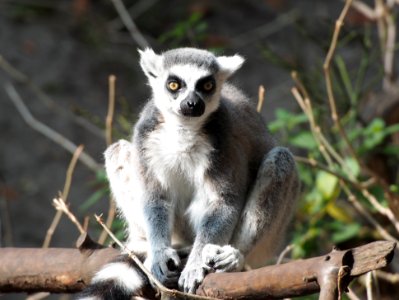 Ringstaartmaki in Dierenpark Amersfoort