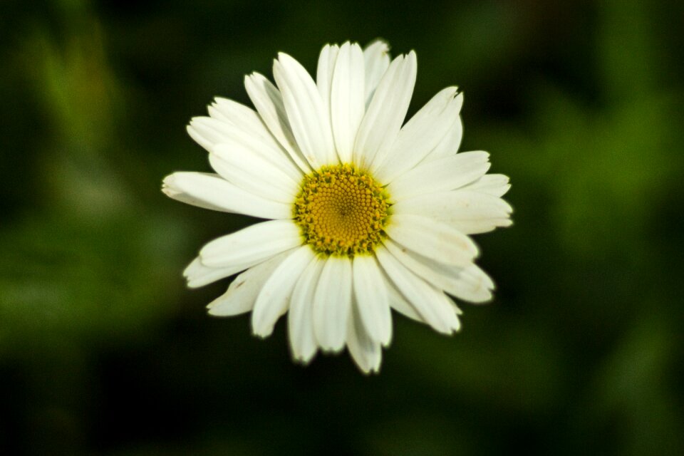 Plant spring summer
