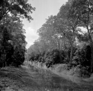 Rivierkreek in het Commewijnegebied in Suriname, Bestanddeelnr 252-6487