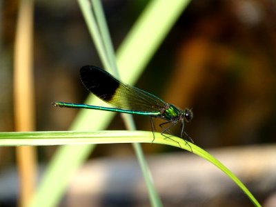 River jewelwing 13683663 jun 22 2018