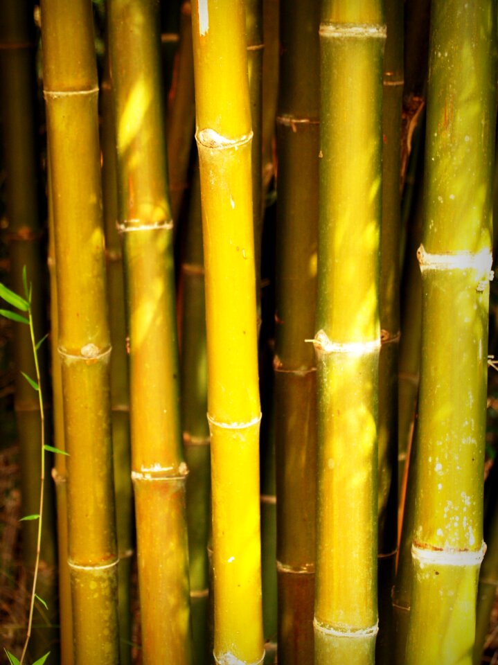 Background tree outdoor