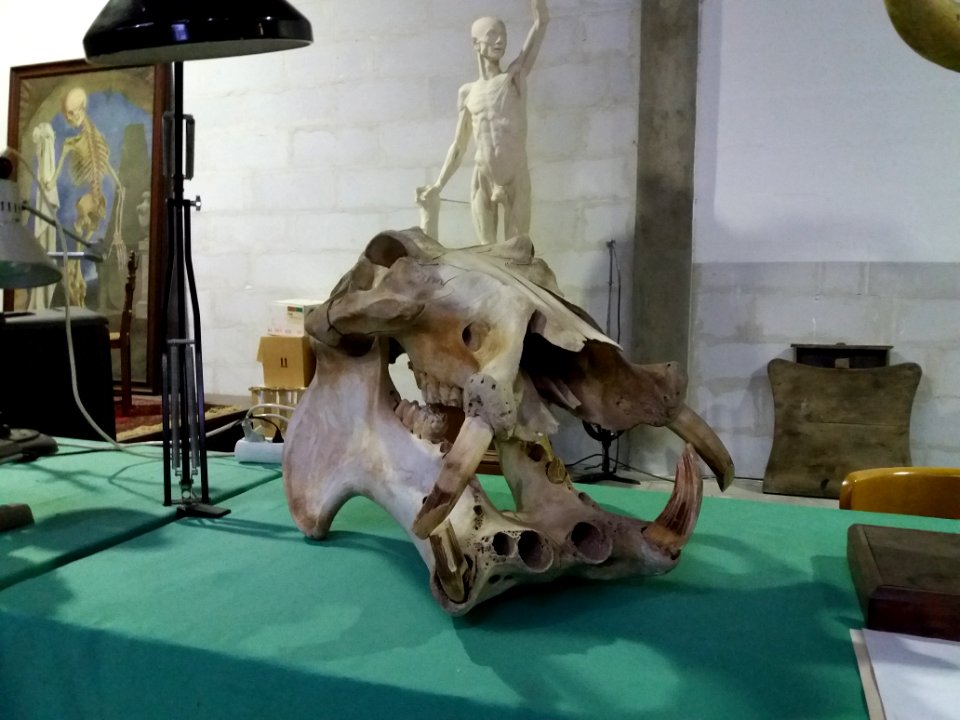 Rillieux-la-Pape - Musée Testut-Latarjet, crâne d'hippopotame d'Afrique (2)
