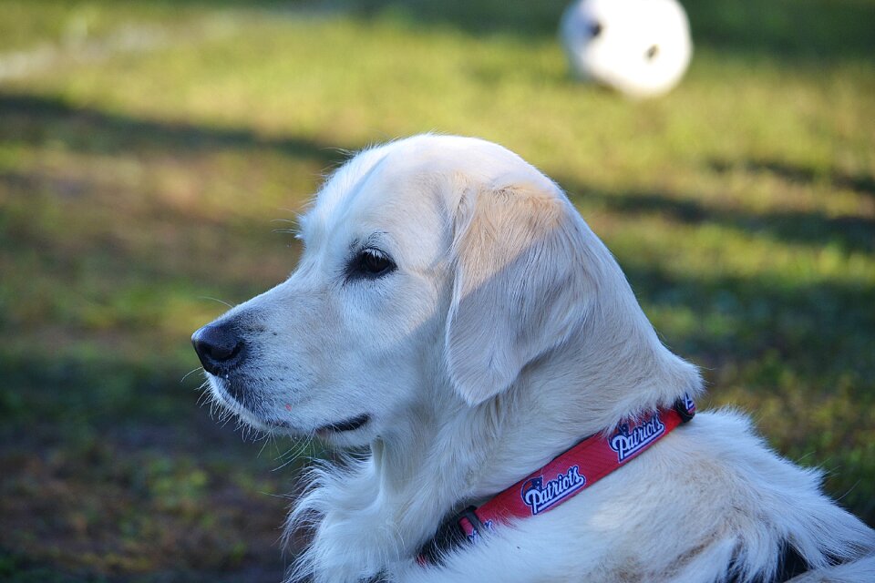 Canine animal white