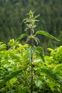 Nettle medicinal plant meadow photo