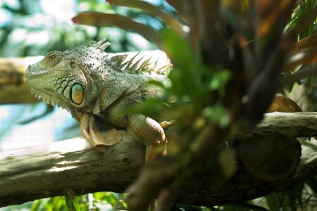 Iguana zoo reptile