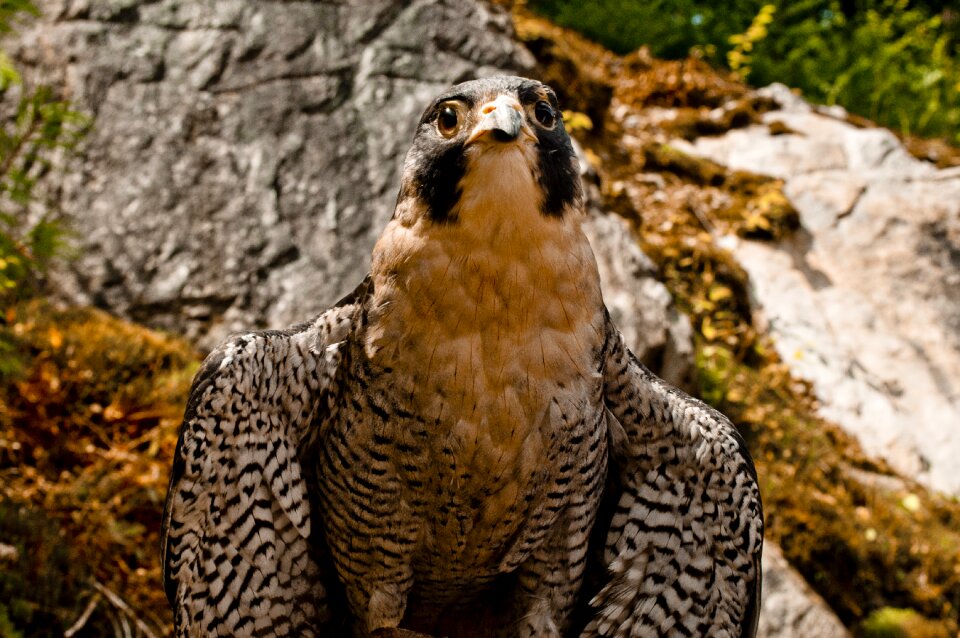 Peregrine falconry perched