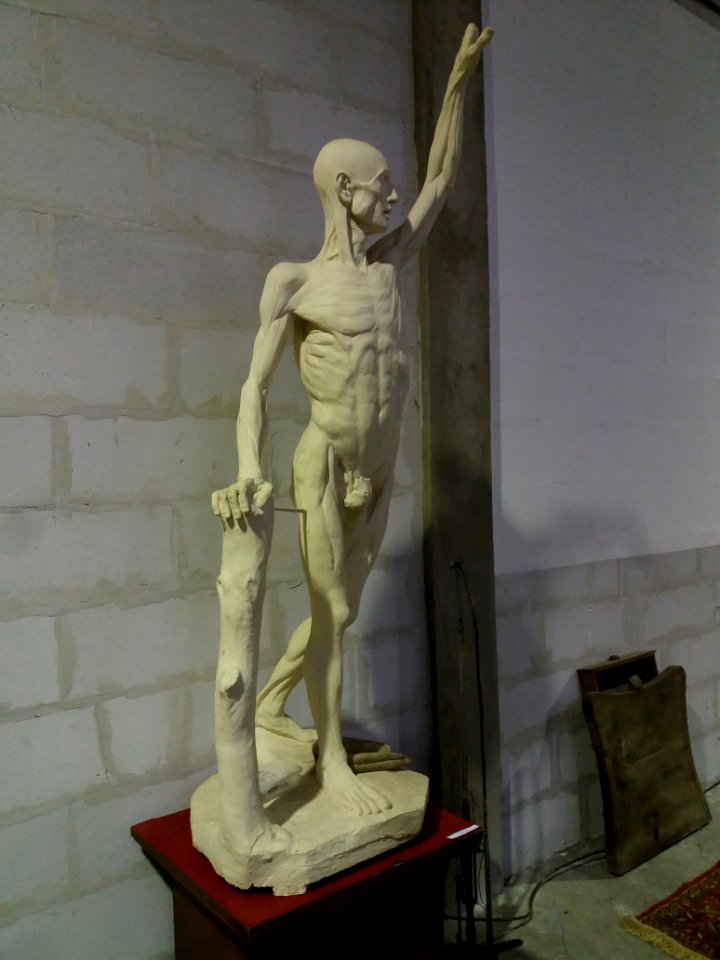 Rillieux-la-Pape - Musée Testut-Latarjet, grand écorché d'Edmé Bouchardon (19e)