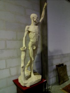 Rillieux-la-Pape - Musée Testut-Latarjet, grand écorché d'Edmé Bouchardon (19e)