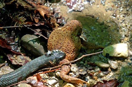 Ringelnatterbufob072016c99