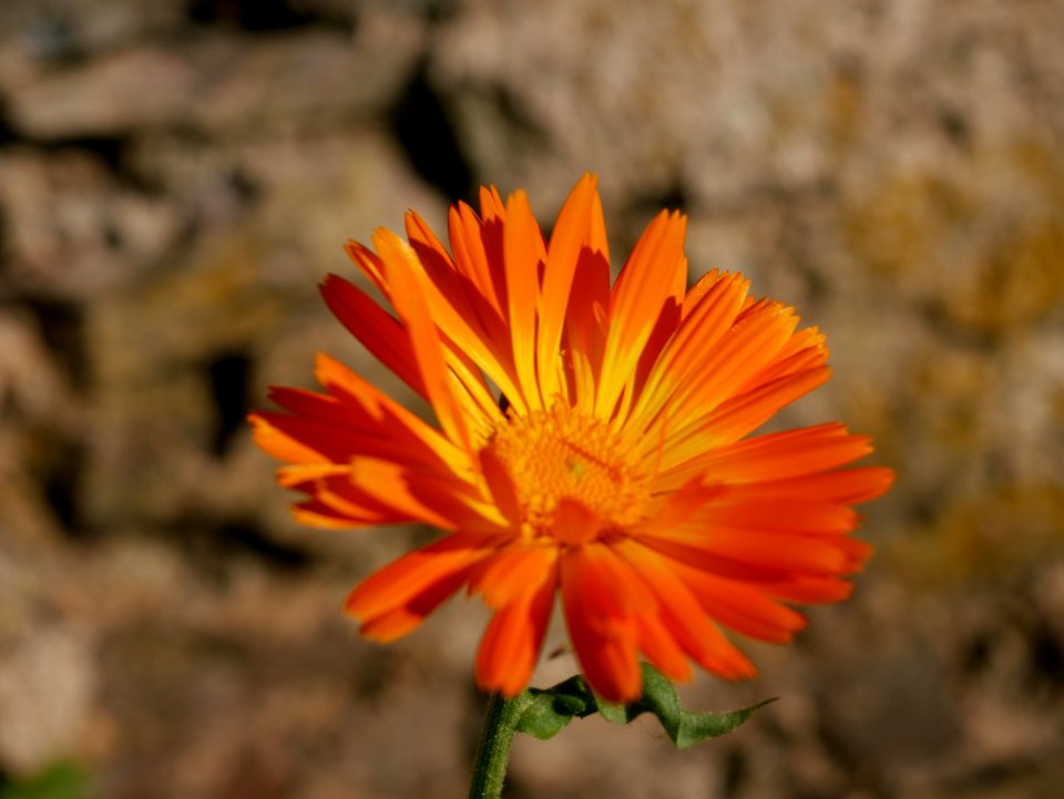 Ringelblume roscheiderhof H1a