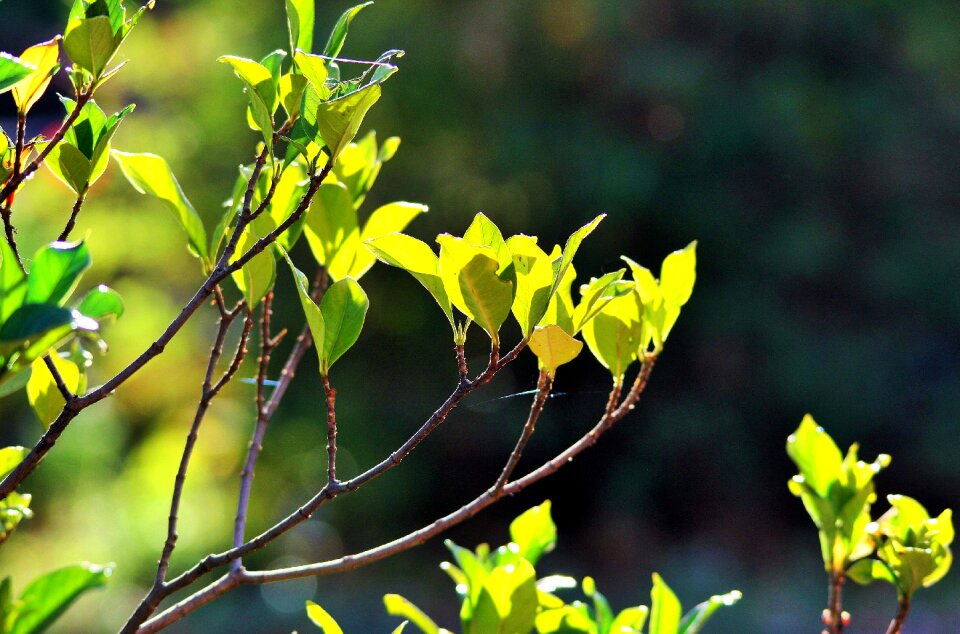 Light bright shrub