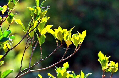 Light bright shrub