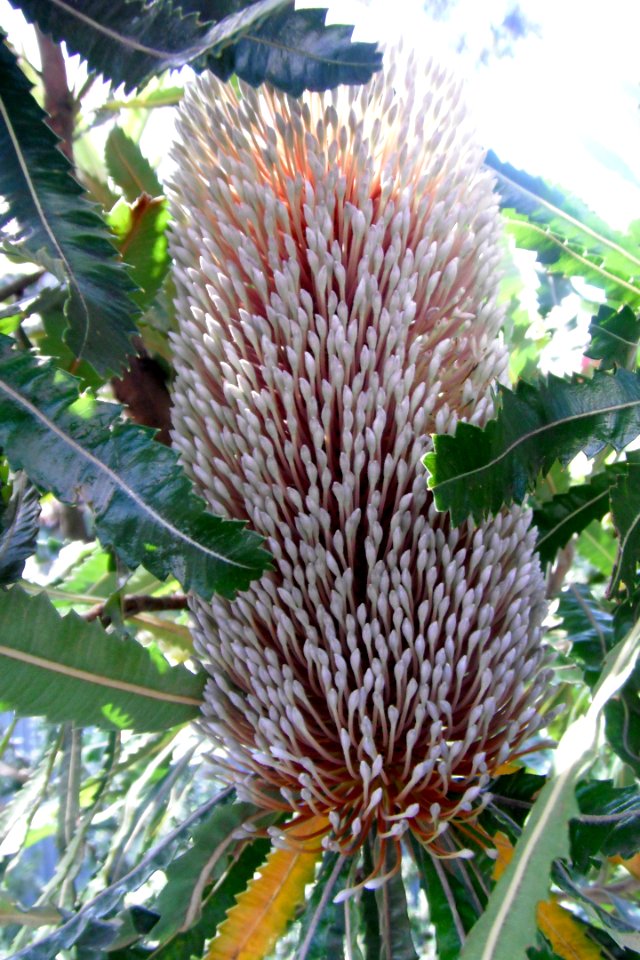 Rince-bouteille à Sydney