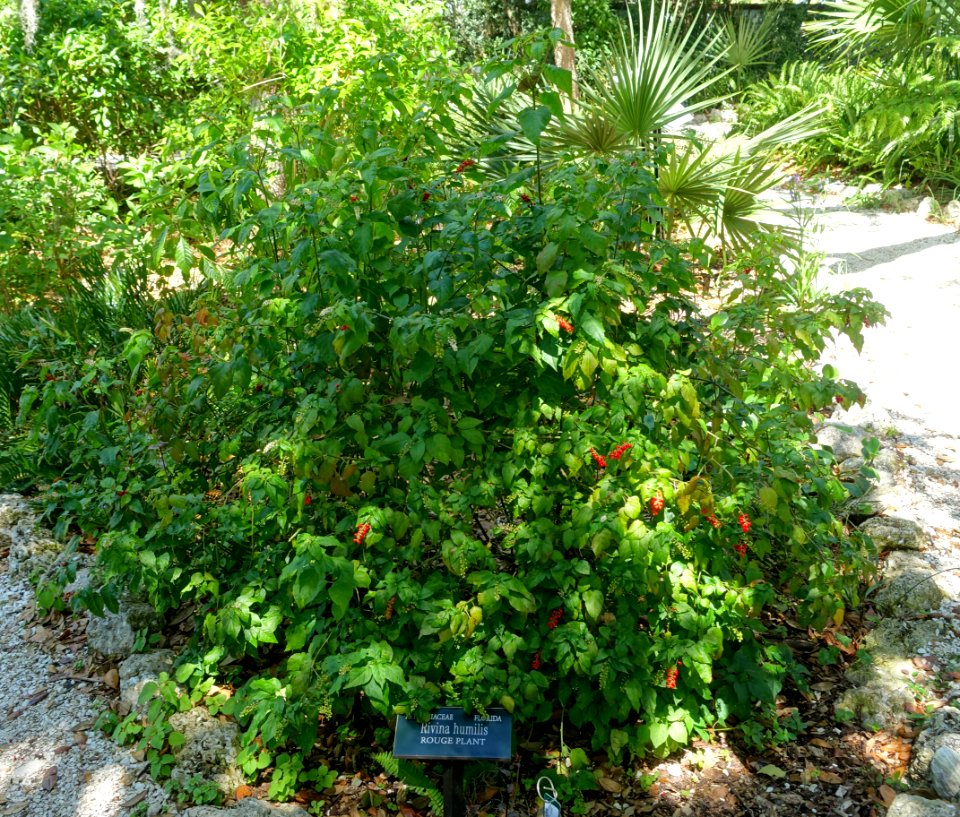 Rivina humilis - Marie Selby Botanical Gardens - Sarasota, Florida - DSC01574