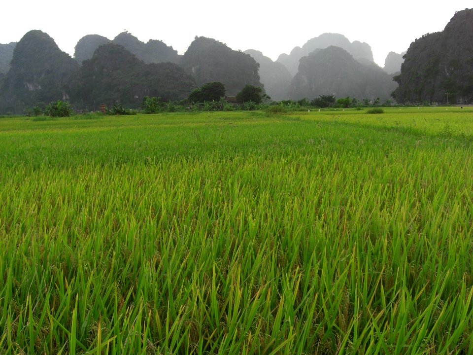 Rizières, baie d'Halong Intérieure 5