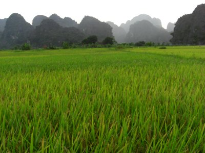 Rizières, baie d'Halong Intérieure 5