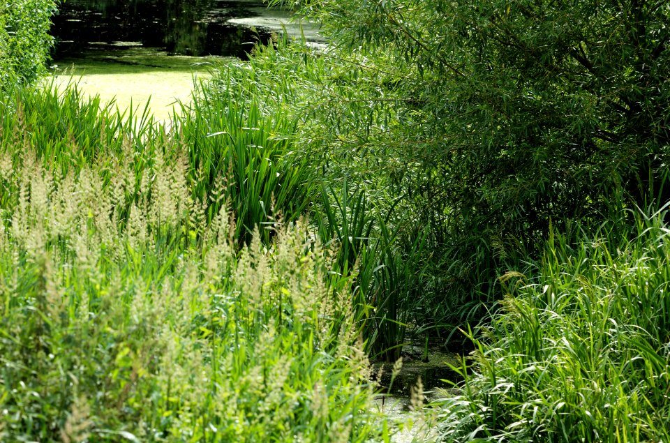 River-Colne-London-Colney-20050621-010