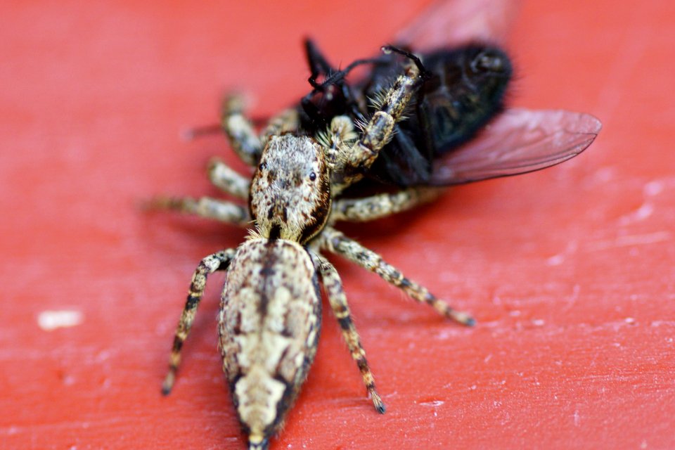 Rindenspringspinne mit Fliege 2