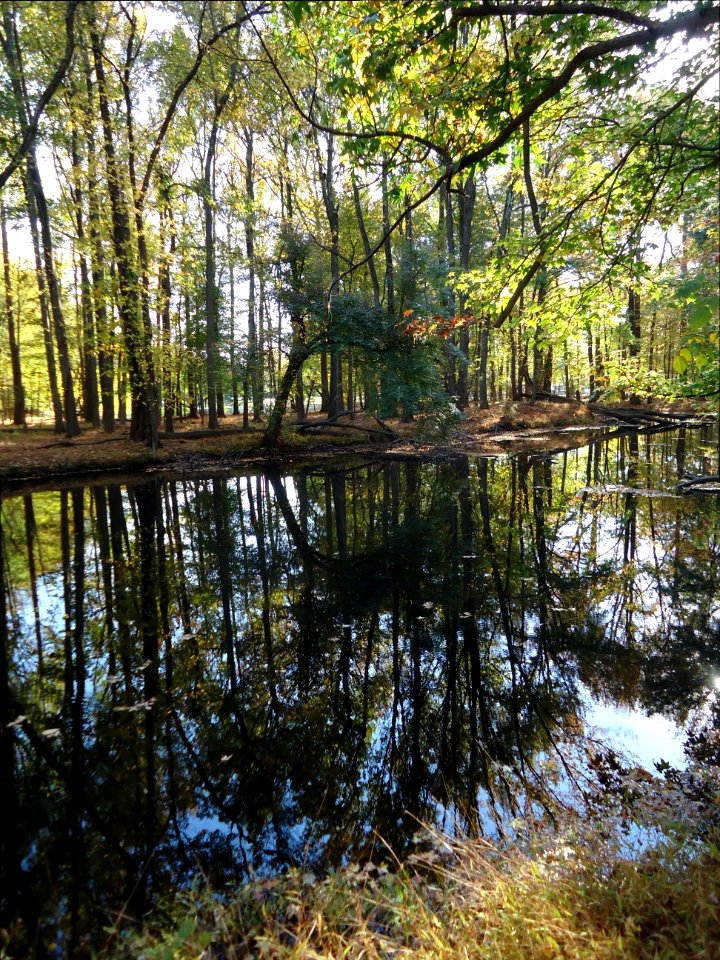 River with reflections of trees autumn in Cranford New Jersey