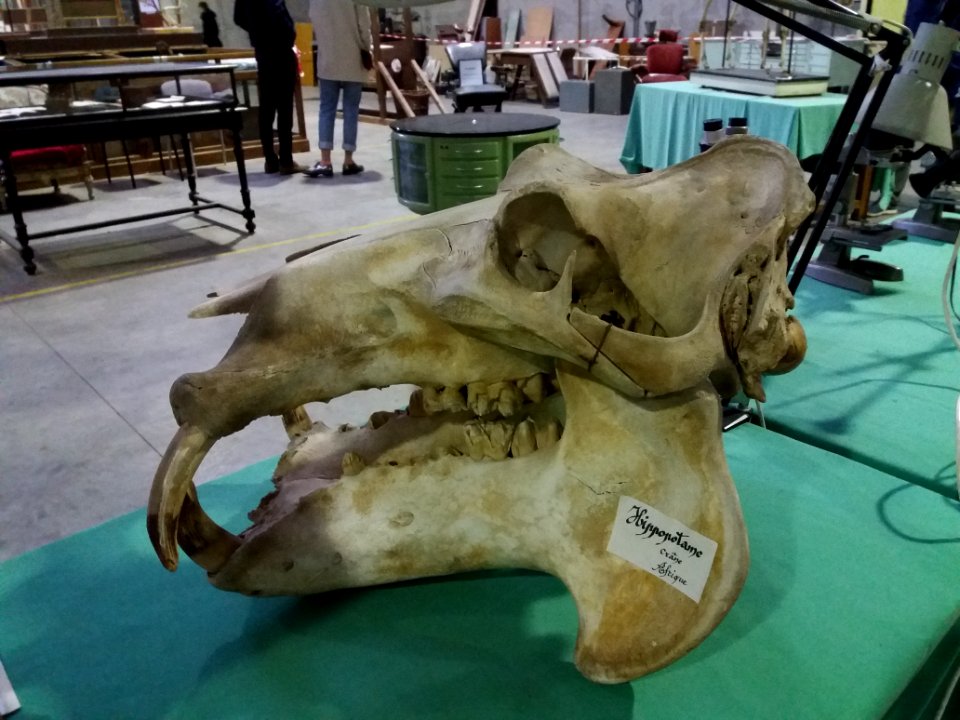 Rillieux-la-Pape - Musée Testut-Latarjet, crâne d'hippopotame d'Afrique (1)