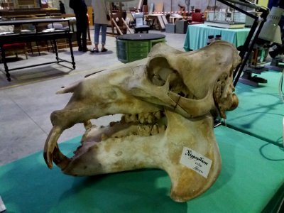 Rillieux-la-Pape - Musée Testut-Latarjet, crâne d'hippopotame d'Afrique (1)