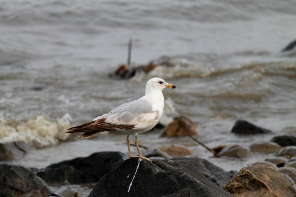Ring-billed gull on rock
