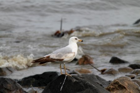 Ring-billed gull on rock
