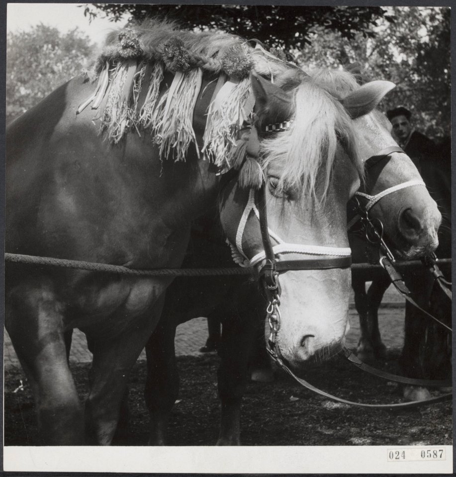 Ringsteken Middelburg. Bijschrift Wat zegt u van m'n pin-up paard waarvan de , Bestanddeelnr 024-0587
