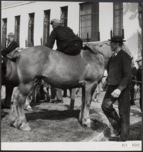 Ringsteken Middelburgpaard en berijder, Bestanddeelnr 024-0588