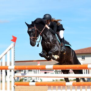 Horse jumping obstacle horse show