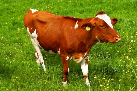 Spring pasture agriculture