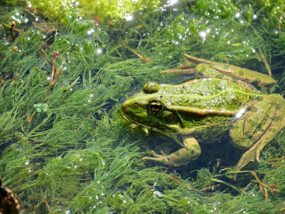 Mare nature pond