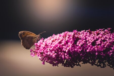 Insect flight insect animal