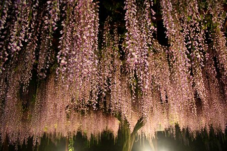 Wood flowers japanese