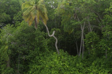 Rio limon venezuela23
