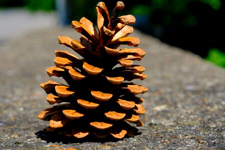 Tap close up conifer photo