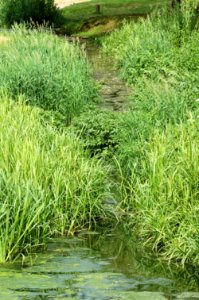 River-Colne-London-Colney-20050621-008