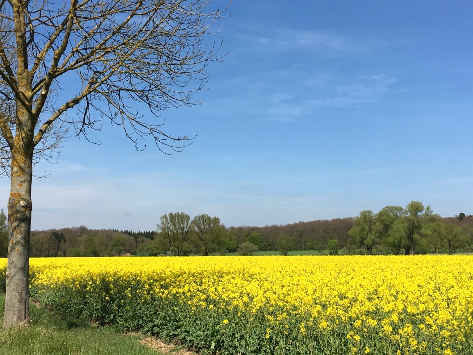 Spring oilseed rape yellow