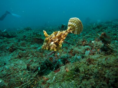 Scuba reef tropical photo
