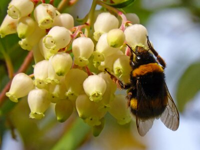 Flower strawberry tree arbutus flower