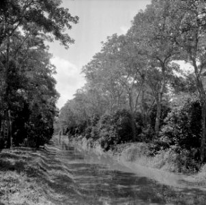 Rivierkreek in het Commewijnegebied in Suriname, Bestanddeelnr 252-6486