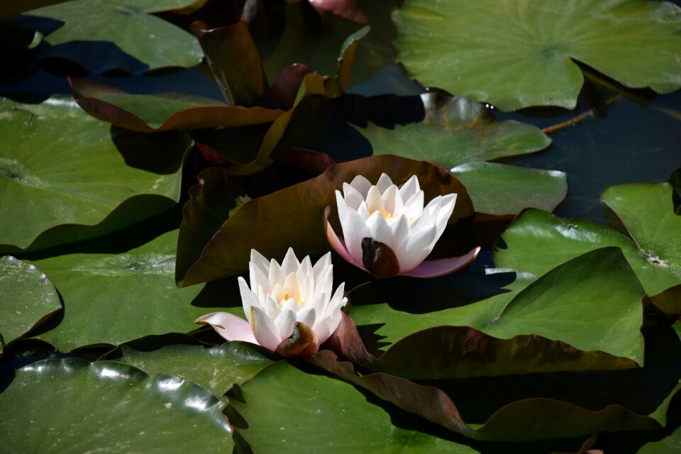 Flowers nature aquatic plants