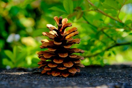 Tap close up conifer photo