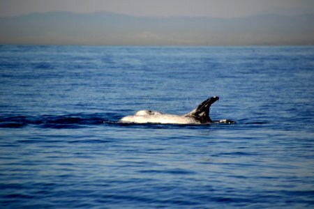 Risso s Dolphin (Grampus griseus) Catalina (2)