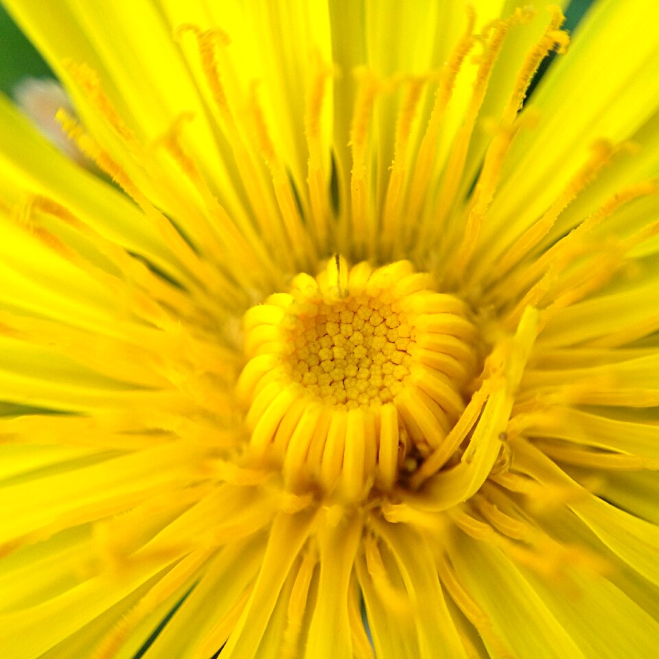 Close up yellow flower photo
