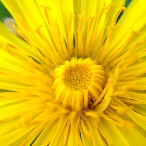 Close up yellow flower photo