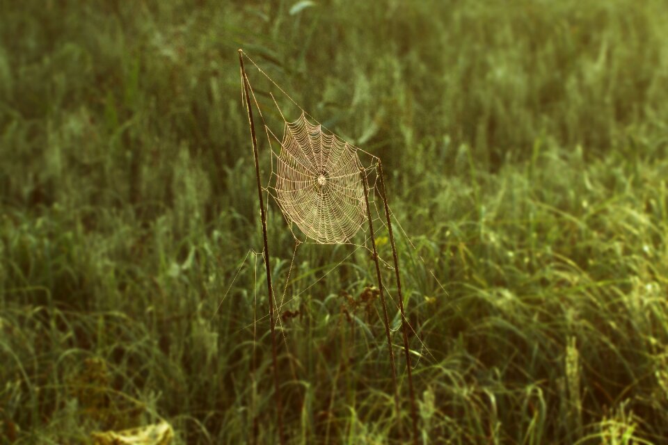 Nature nature conservation reed